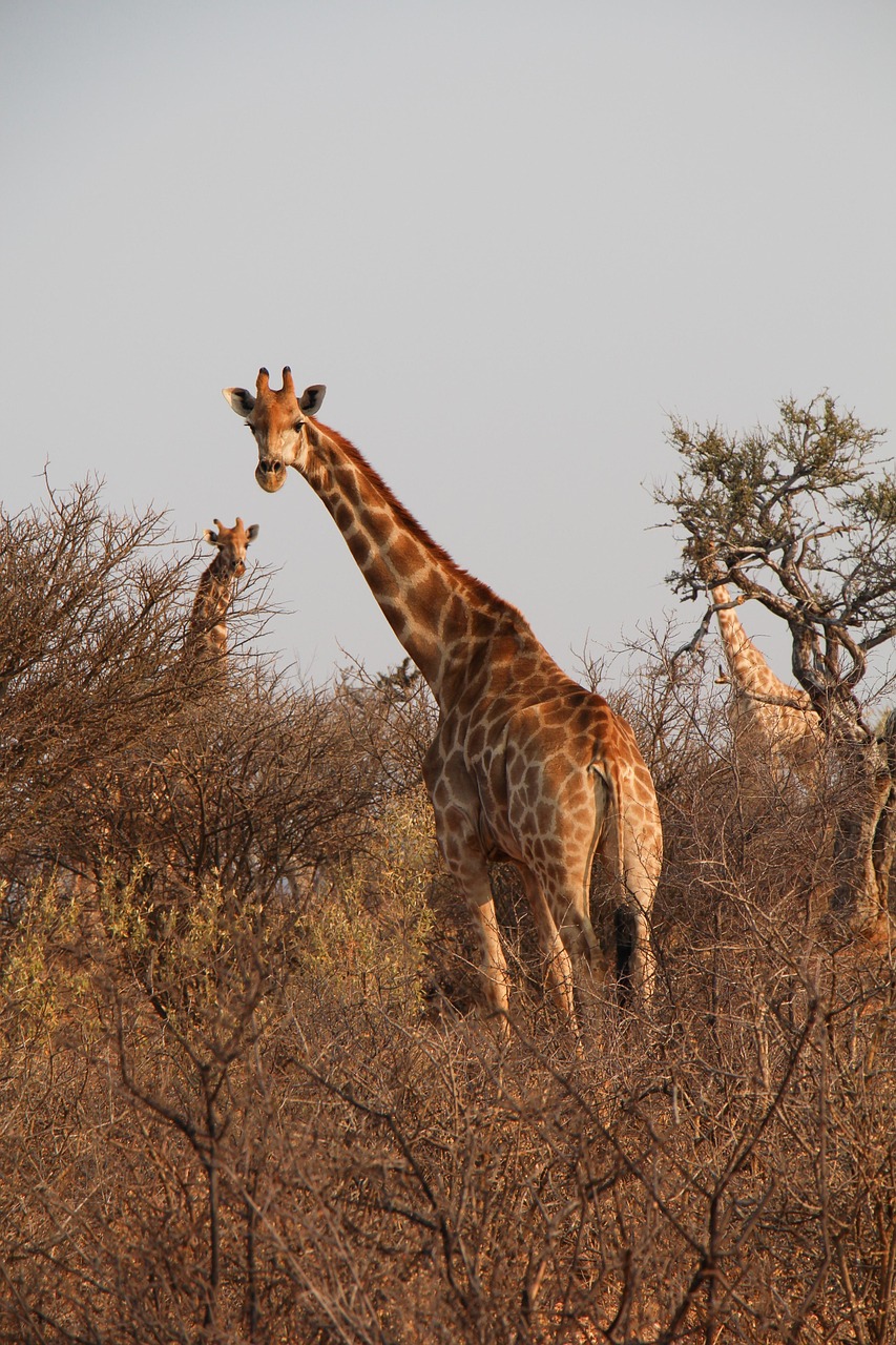 giraffes, herd, safari, namibia, south africa, africa, nature, savannah, forest, wildlife